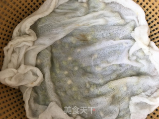 自发绿豆芽的做法步骤：3