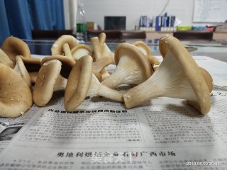 清炒猪肚菌的做法步骤：1