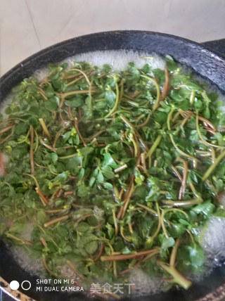 家常凉拌马齿笕的做法步骤：4