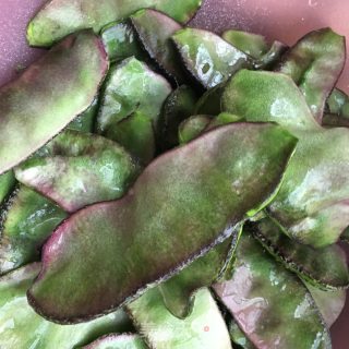 肉丝炒梅豆的做法步骤：1