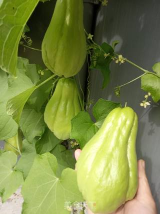 牛肉佛手瓜馅饺子的做法步骤：11