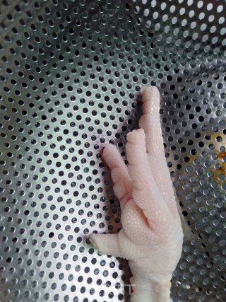 虫草花炖鸡脚的做法步骤：2