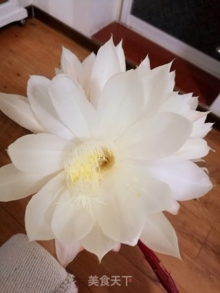 暗香浮动的昙花银耳羹的做法步骤：2