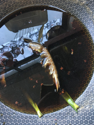 腌爬虾的做法步骤：7