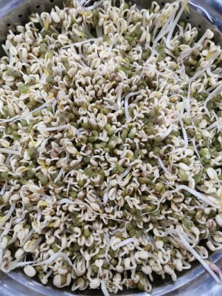 生绿豆芽的做法步骤：5