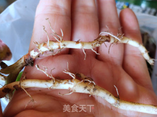 凉拌鱼腥草的做法步骤：1