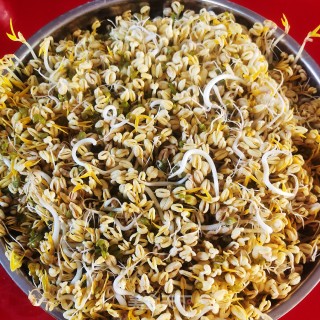 生绿豆芽的做法步骤：9