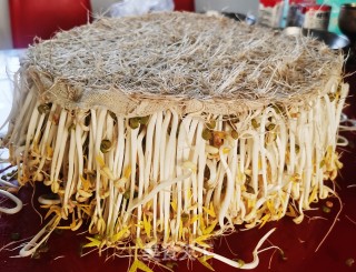 生绿豆芽的做法步骤：12