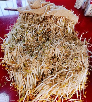 生绿豆芽的做法步骤：13