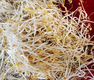 生绿豆芽的做法步骤：14