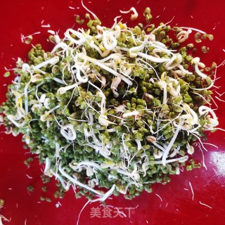 生绿豆芽的做法步骤：15