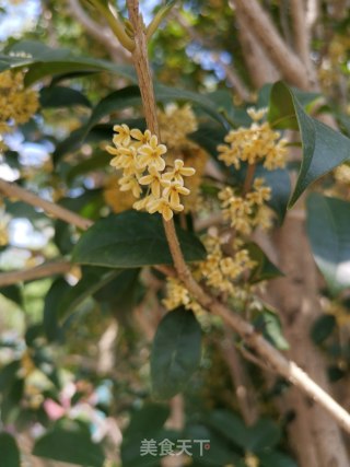 糖桂花的做法步骤：1