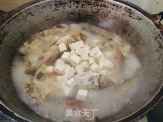 野鲫鱼豆腐汤的做法步骤：4