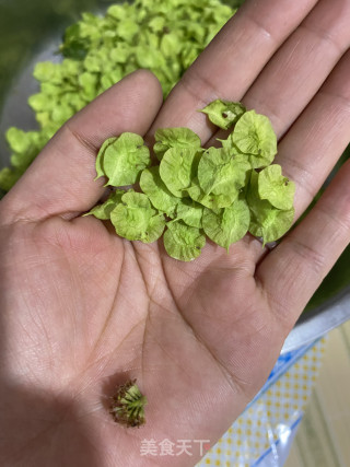 榆钱饼子的做法步骤：2