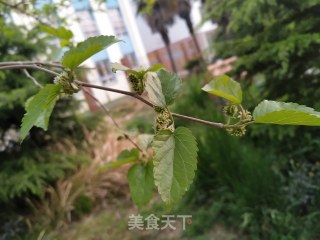 蒸桑叶的做法步骤：1