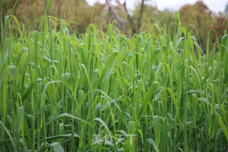 芹菜炒白米虾的做法步骤：9