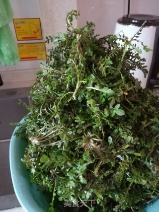 荠菜鲜肉大包的做法步骤：2