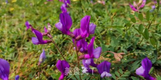 鲜香野蒜胡萝卜牛肉馅饼的做法步骤：11