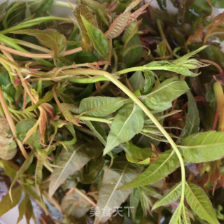卤鸡腿拌香椿的做法步骤：1