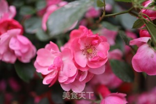 抹茶咸蛋黄肉松面包的做法步骤：1