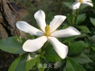 栀子花雷笋炒肉片的做法步骤：1