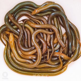 梁溪脆鳝的做法步骤：1