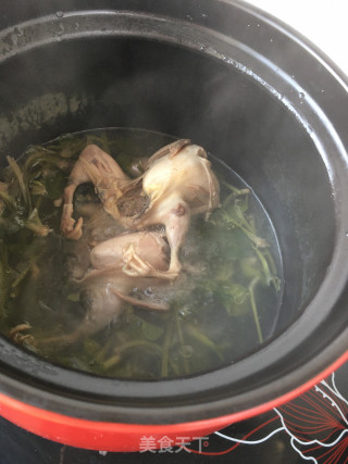车前草鹌鹑汤的做法步骤：11