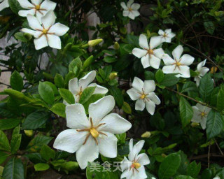 清香扑鼻的栀子花鲜肉包 夏天才有的味道的做法步骤：2