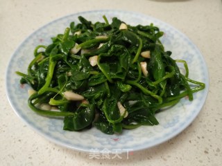 蒜蓉炒明月草的做法步骤：8