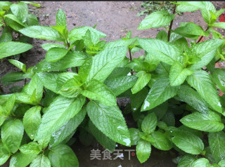柠檬蜂蜜薄荷茶的做法步骤：5