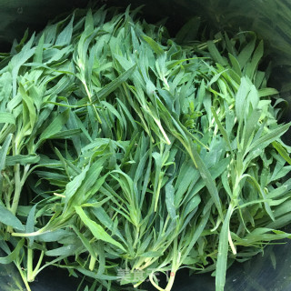 油泼扫帚菜芽的做法步骤：1