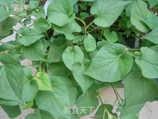 凉拌鱼腥草的做法步骤：1