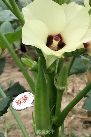 秋葵豆腐汤的做法步骤：1