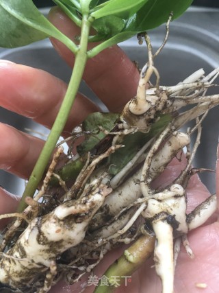 土人参冬笋乌鸡汤的做法步骤：3