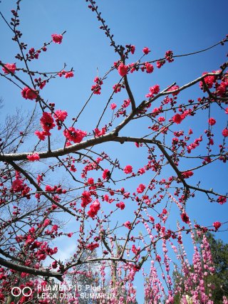烙春饼  摆春盘  热热闹闹迎接立春的做法步骤：26