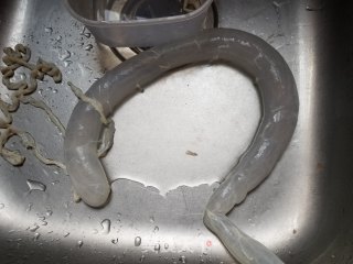 自制广式腊肠的做法步骤：7
