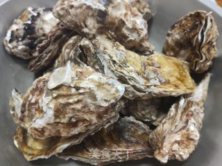 白灼生蚝的做法步骤：6