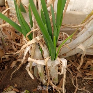 “早春美味”春葱炒羊肺的做法步骤：2