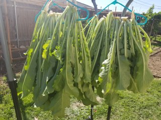 萝卜缨梅干菜的做法步骤：2