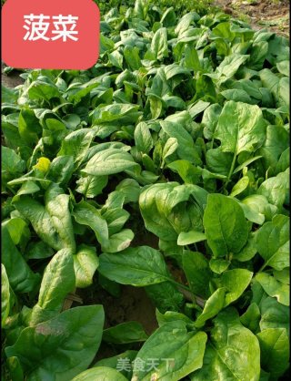 双色开花菠菜汁馒头的做法步骤：1
