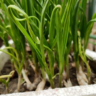 蒜苗拌肉丝的做法步骤：1