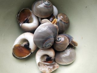 白灼香螺的做法步骤：1