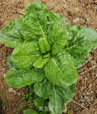 莙荙菜杆拌粉丝的做法步骤：1