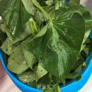 蒜蓉炒红薯叶的做法步骤：2