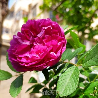 玫瑰花酿的做法步骤：1