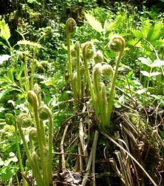 朝鲜族拌猴腿的做法步骤：1