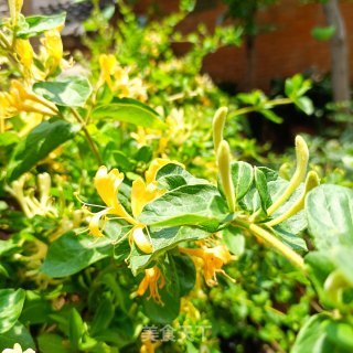 金银花蜜枣的做法步骤：1