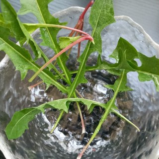 芦笋鸡蛋沙拉的做法步骤：9