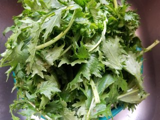 蒜蓉炒京水菜的做法步骤：1
