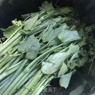 油泼南瓜苗的做法步骤：1